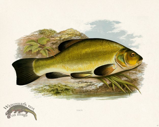 (image for) British FW 12