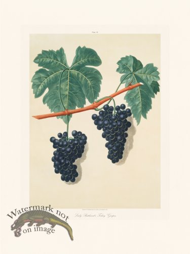 (image for) Brookshaw Fruit 30