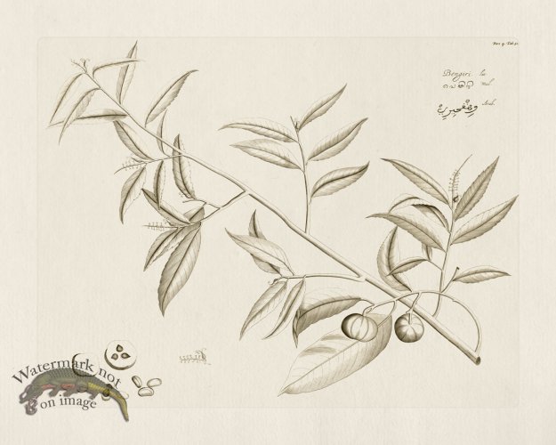 (image for) HORTUS VOL 04 51