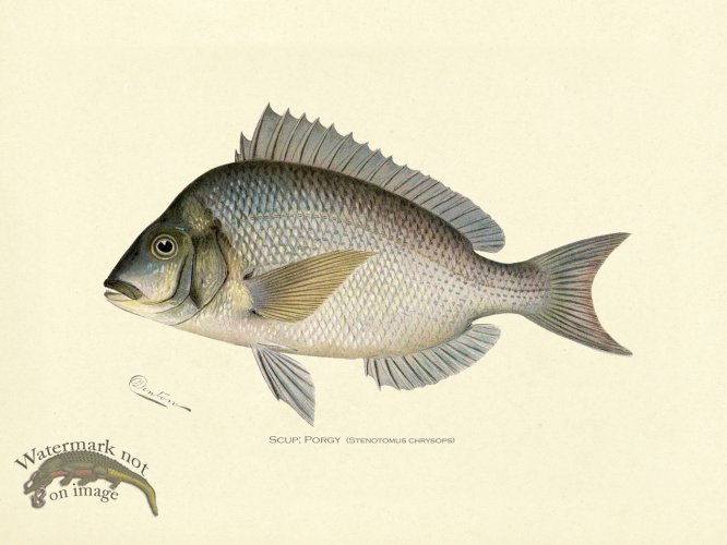 (image for) Scup or Porgy