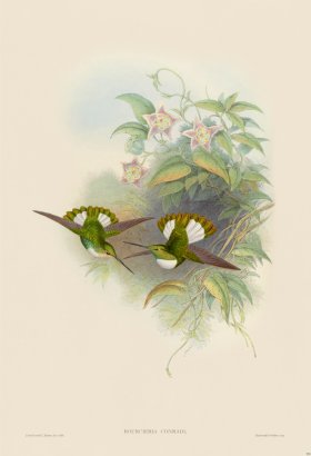 Gould Hummingbird 253