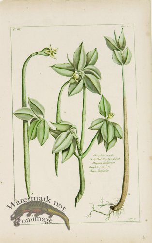 (image for) Buchoz Bot 29