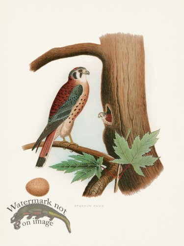 (image for) Thomas Gentry Bird 35