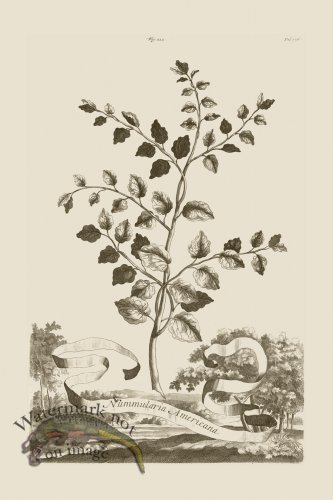 (image for) Abraham Munting 222