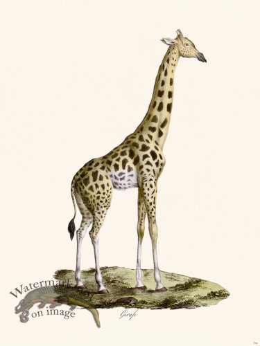 (image for) Cuvier 074c Male Giraffe