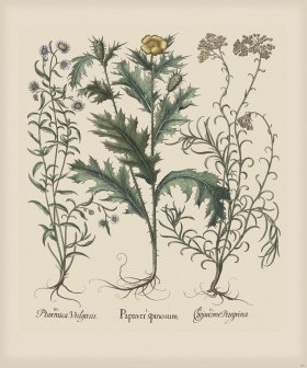 Besler 288 Colored B2