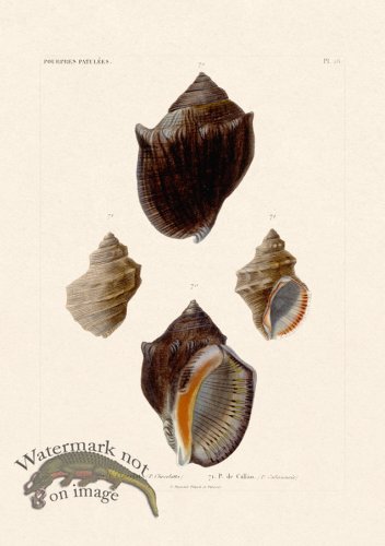 (image for) French Shell 026