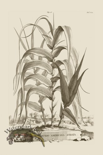 (image for) Abraham Munting 108