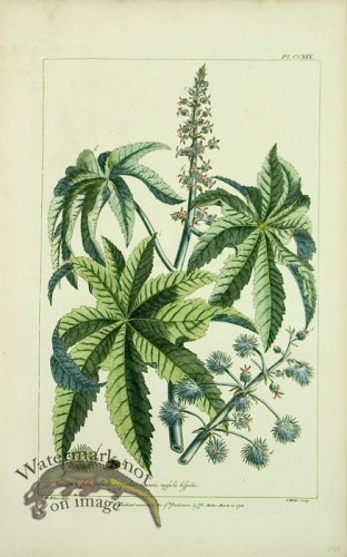 (image for) Philip Miller 001