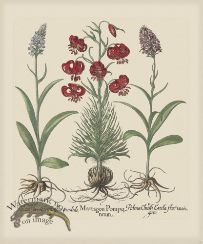 (image for) Besler 189 Colored B2