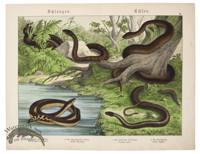 (image for) Yellow bellied Sea Snake 