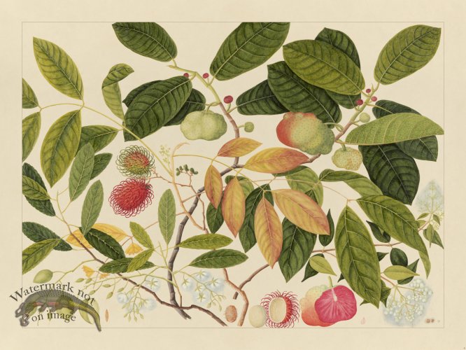 (image for) Andalas Botanicals 06