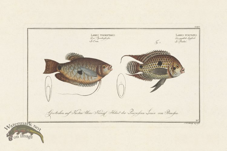 (image for) BLOCH FISH 295