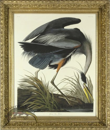 (image for) Blue Heron AF_4_14