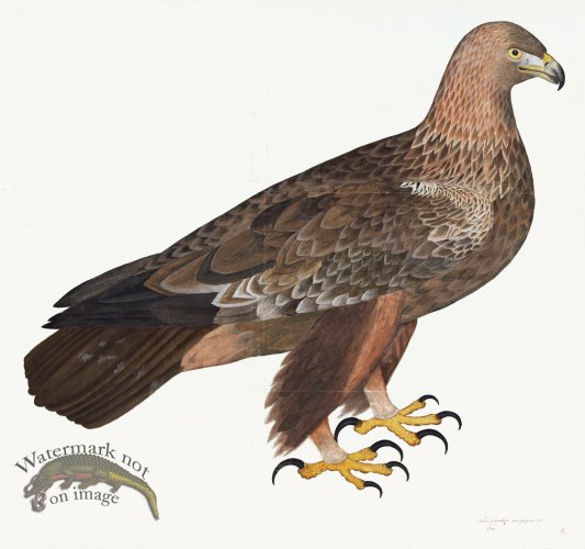 (image for) Rudbeck 005 Eagle 32x30