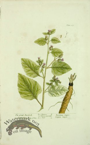 (image for) Blackwell E 43