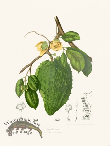 (image for) Horticulture of Java 38