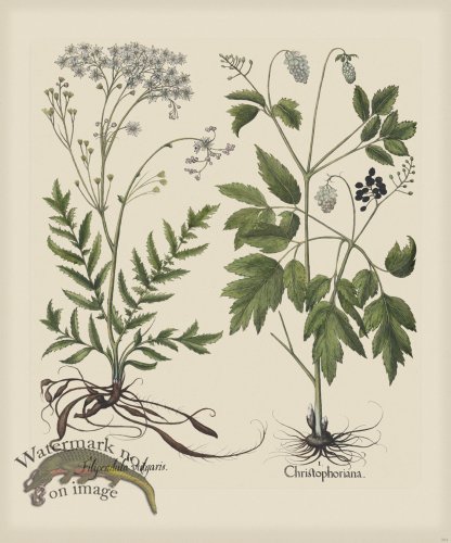 (image for) Besler 264 Colored B2