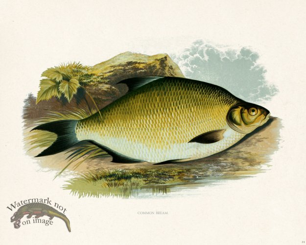 (image for) British FW 14