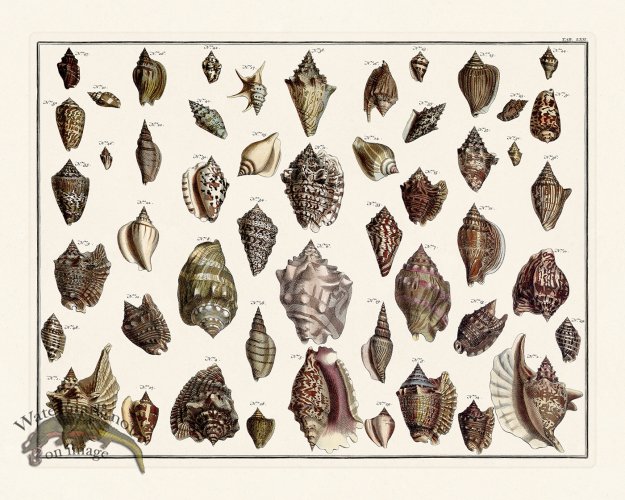 (image for) Seba B2 062 Shells