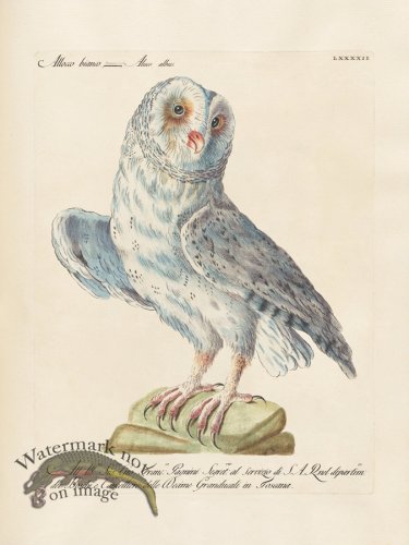 (image for) Manetti 092