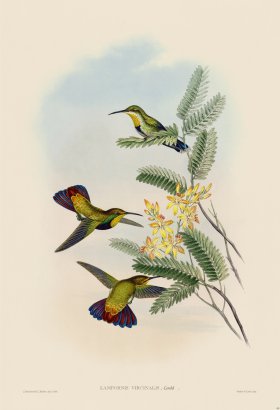 Gould Hummingbird 080