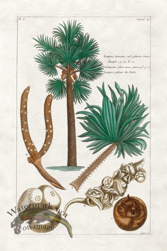 (image for) Buchoz Palm 05