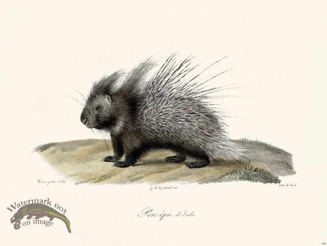 (image for) Cuvier 208 Porcupine Diftalia