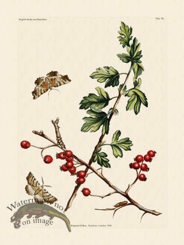 (image for) Wilkes Butterflies 058