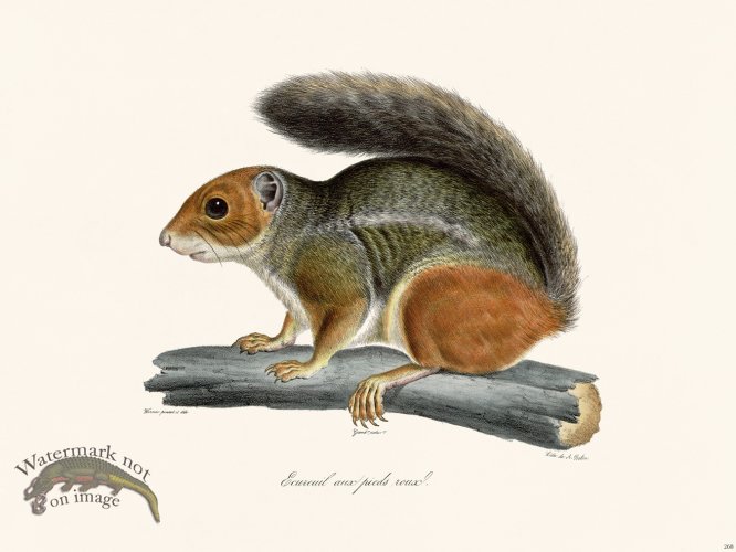 (image for) Cuvier 268 Squirrel Red Feet