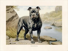 CFA Dog American Bully Dog 02
