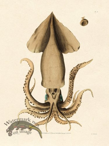 (image for) Shaw Nodder SL 08