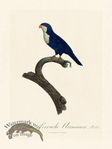 (image for) Barraband Parrot 065