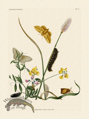 (image for) Wilkes Butterflies 016