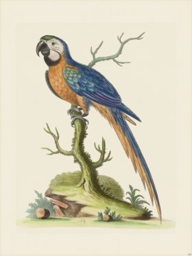 (image for) Edwards 159 Blue Yellow Maccaw