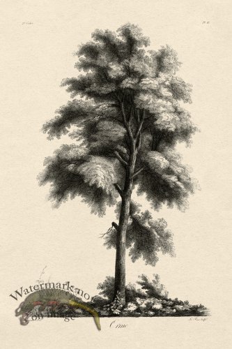 (image for) Defiennes Tree 10