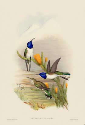 Gould Hummingbird 069