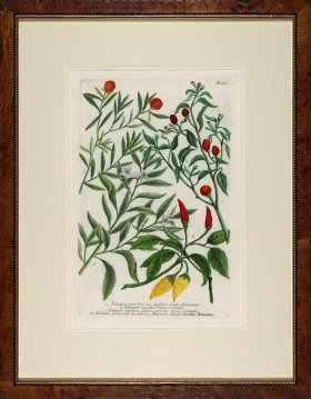 Weinmann Burl with Gold DM 07