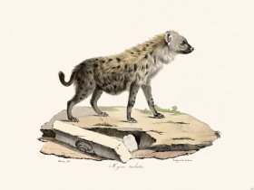 Cuvier 155 Hyene Spotted