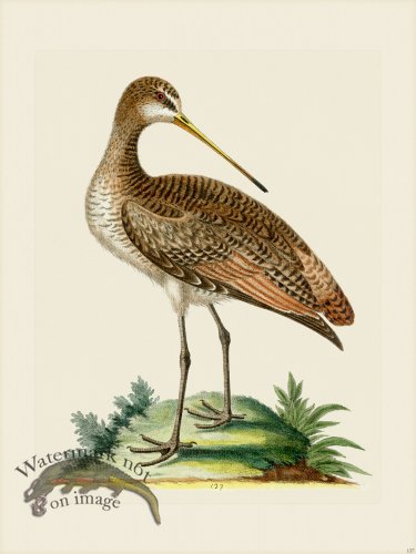 (image for) Edwards 137 greater American Godwit