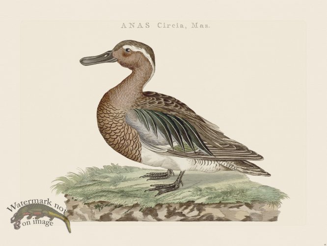 (image for) Nozeman Bird 088