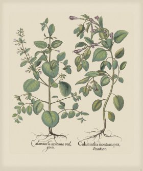 Besler 232 Colored B2