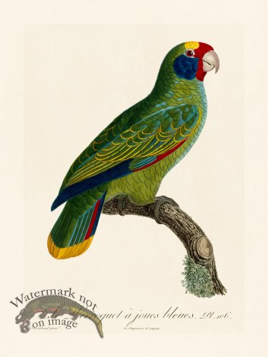 (image for) Barraband Parrot 106
