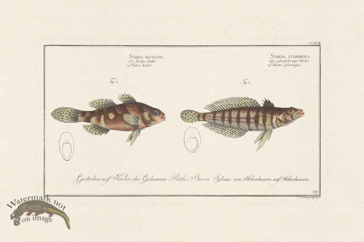 (image for) BLOCH FISH 299