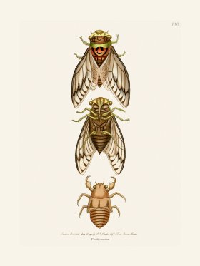 110 Cicada common