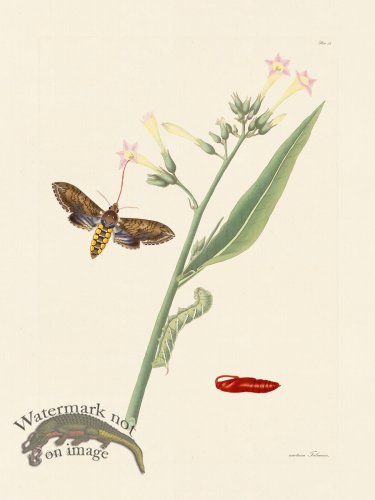 (image for) Abbot Butterfly 033