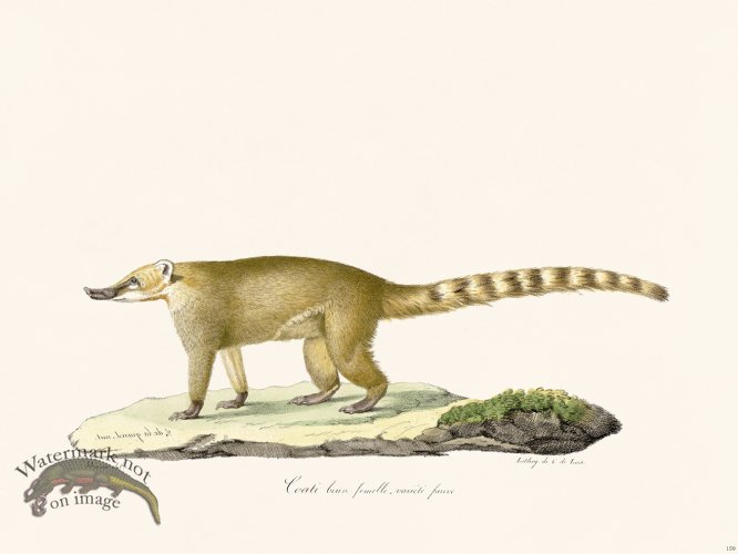 (image for) Cuvier 180 Female Brown Coati