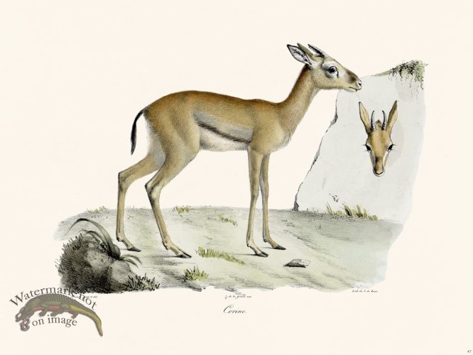 (image for) Cuvier 047 Corin