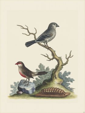 Edwards 179 The Wax-Bill