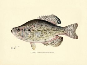 Crappie